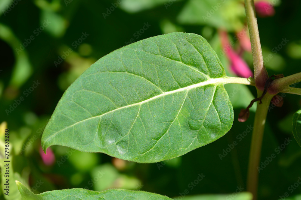 Marvel of Peru leaf Marvel of Peru leaf
