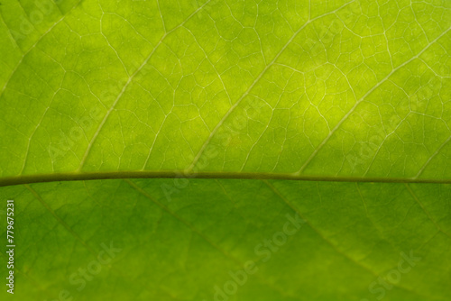 Siebolds magnolia leaf detail photo