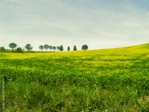 Green hill and yellow flowers