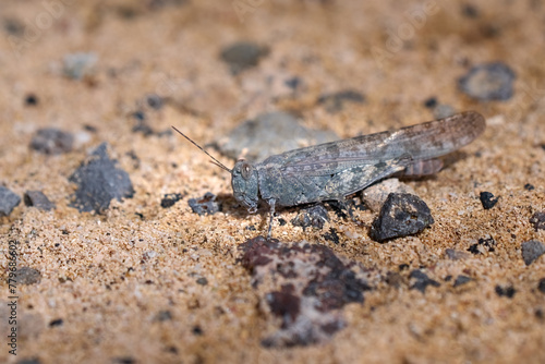 Sphingonotus fuerteventurae - Heuschrecke in Nahaufnahme in der Sandwüste von Costa Calma, Fuerteventura, Kanarische Inseln