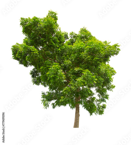 Big tropical tree isolated on white background.