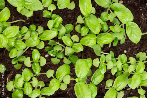 young basil sprouts on the top. against the background of the earth