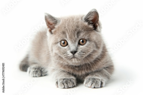 British Shorthair kitten against white backdrop