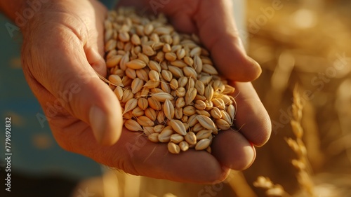Close-up of a person's hands holding a handful of wheat grains with a golden wheat field in the background, depicting harvest time photo