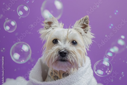Clean West Highland White Terrier on purple background wrapped in towel with bubbles Grooming idea with text space