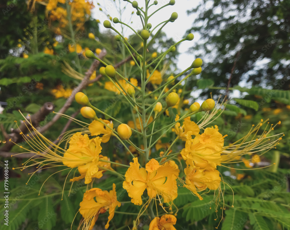 Tanner's cassia or Senna auriculata (avarampoo) flower in the ...