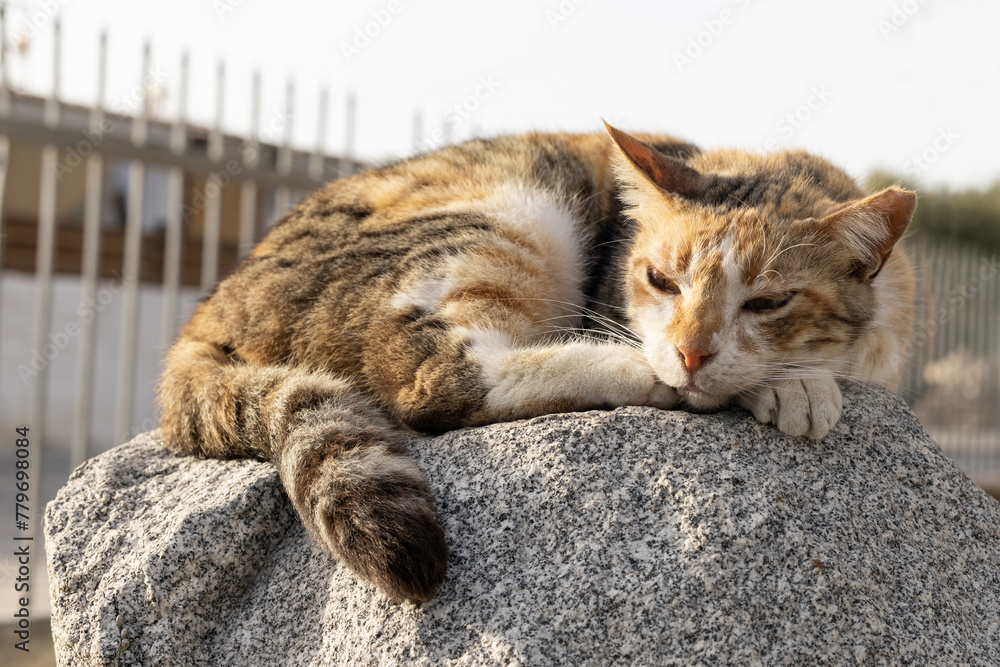Fototapeta premium Resting Cat on Cypriot Stone.