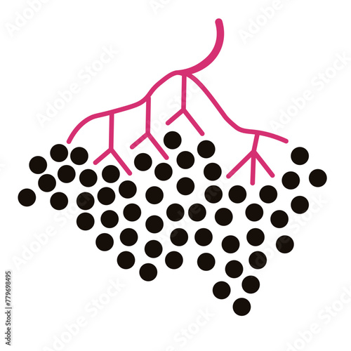 color isolated elderberry in flat shape style in vector. image of natural healthy eco food.template for logo sticker poster print decor design