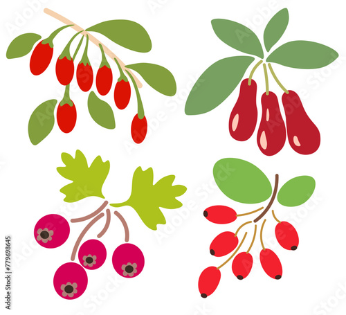 set of color isolated berries in flat shape style in vector. image of natural healthy eco food.template for logo sticker poster print decor design