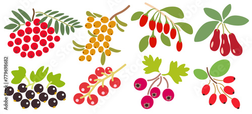 set of color isolated berries in flat shape style in vector. image of natural healthy eco food.template for logo sticker poster print decor design