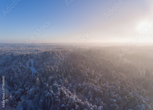 Pine Tree Forest in Winter in Lithuania. Drone Point of View.