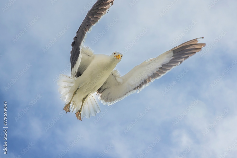 Image of a seagull in flight against a blue sky Image of a seagull in flight against a blue sky