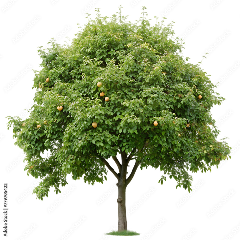 pear tree isolated transparent background