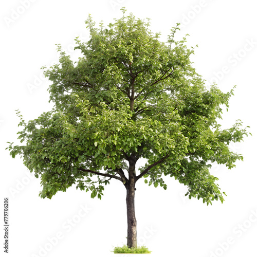 pear tree isolated transparent background