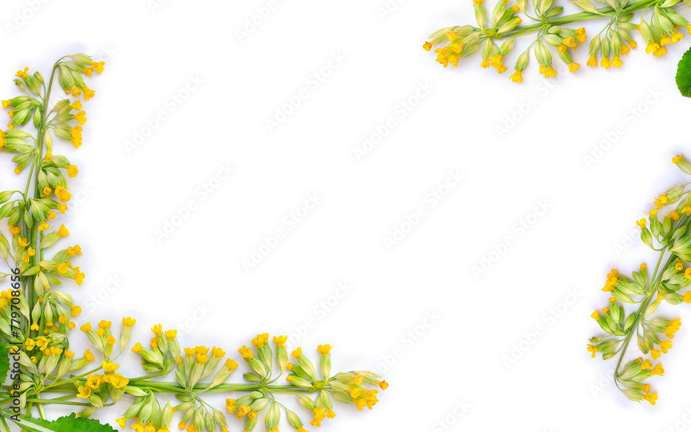 Yellow flowers and leaves Primula veris ( cowslip, herb peter, paigle, peggle, key flower, Primula officinalis Hill ) on a white background with space for text. Top view, flat lay. Medicinal herb