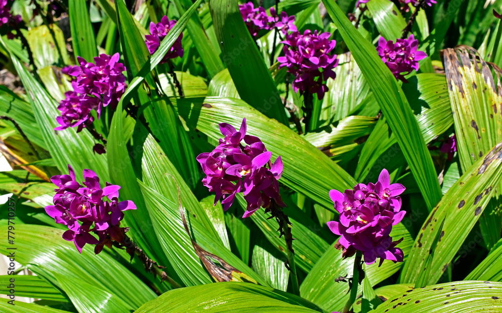 Purple ground orchids (Spathoglottis plicata) on tropical garden, Rio de Janeiro, Brazil