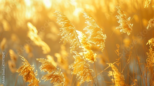 yellow reeds 