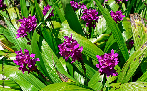 Obraz na płótnie Purple ground orchids (Spathoglottis plicata) on tropical garden, Rio de Janeiro, Brazil w salonie