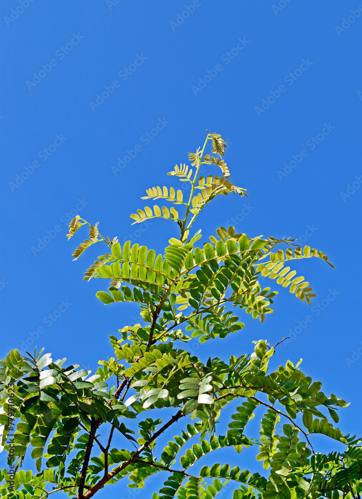 Brazilwood or Pernambuco wood (Paubrasilia echinata) leaves