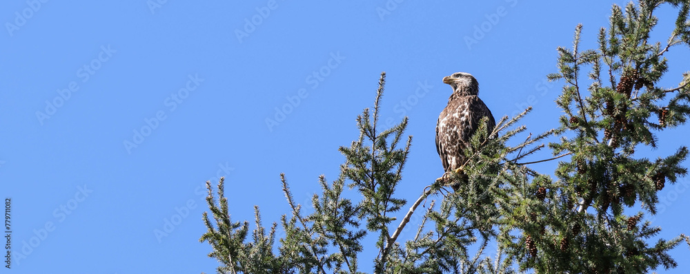 Bald eagle perched in a pine tree gazes below.