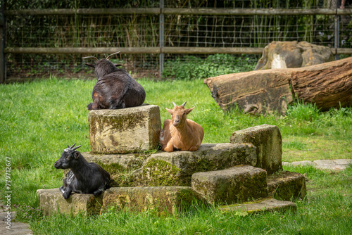 Paris, France - 04 06 2024: The menagerie, the zoo of the plant garden. View of three Senegal goats sitting on rocks. photo