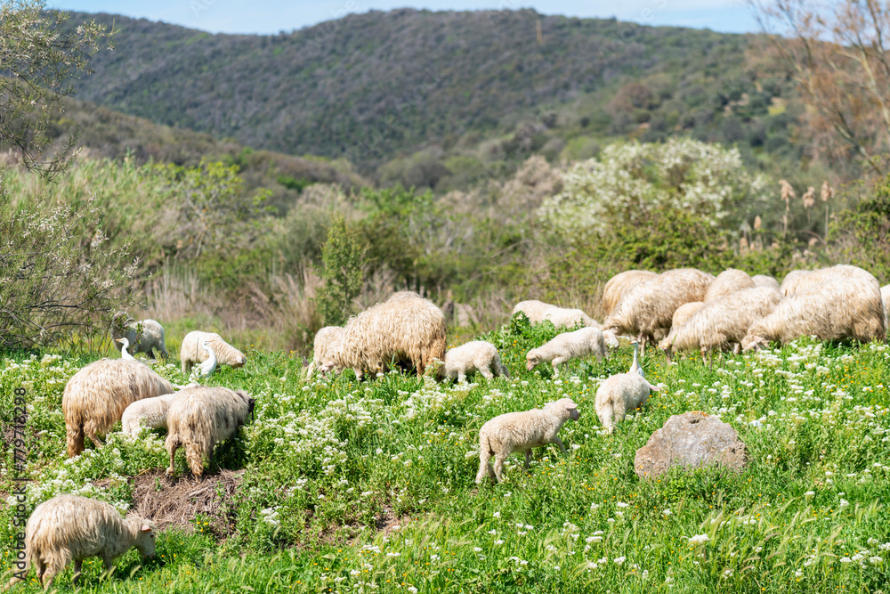 Fototapeta premium troupeau de moutons dans une pâture