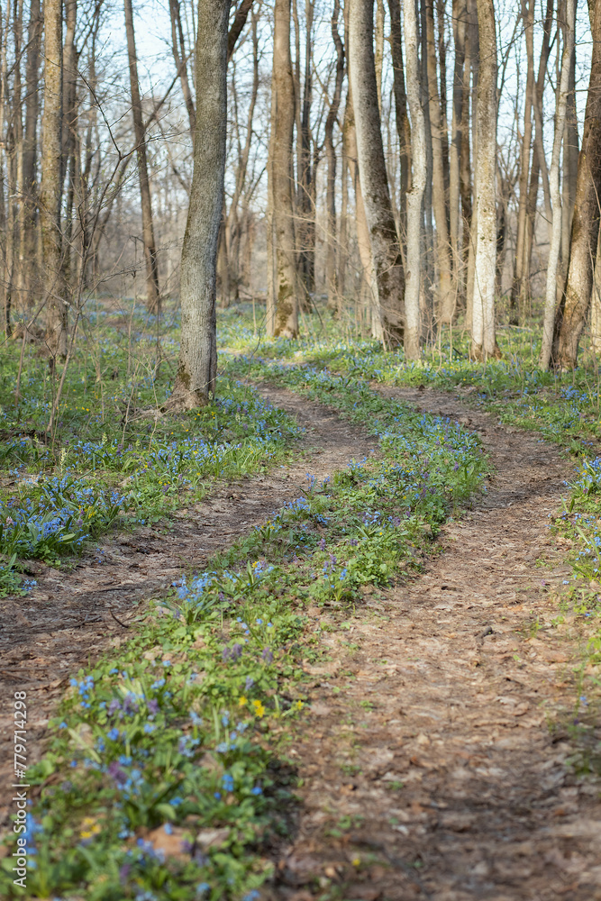 Photo of a forest road in early spring. Photo of a forest road in early spring.