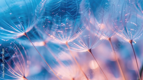 Close up of dandelion on blue. Nature background.