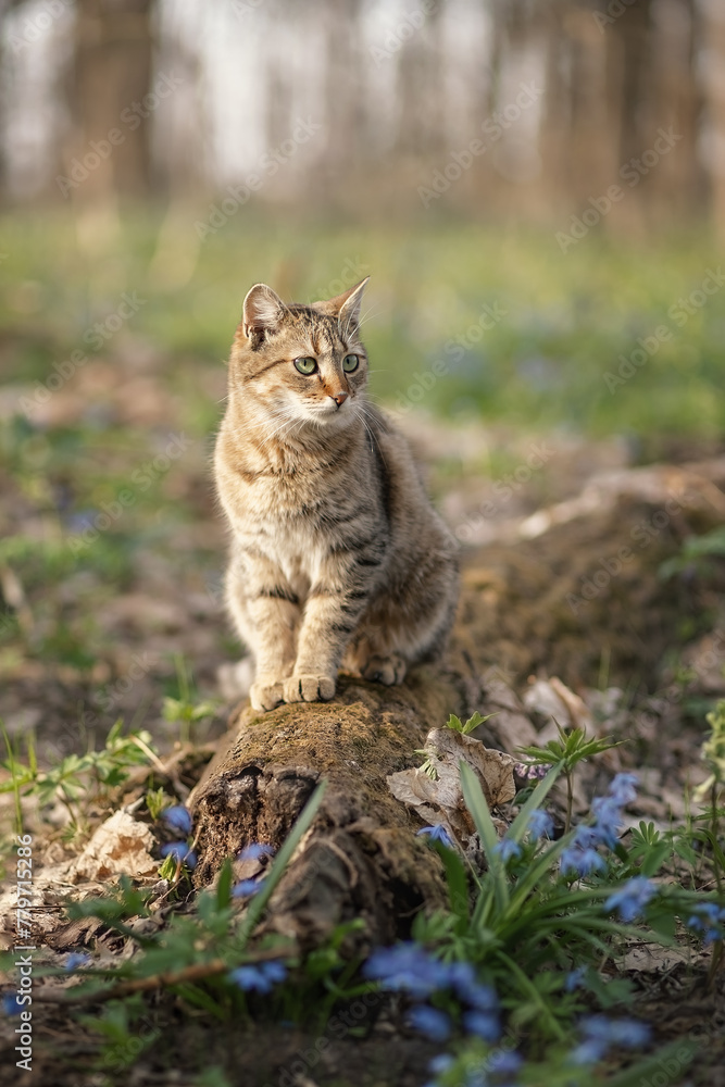 Photo of a striped cat in a spring forest.