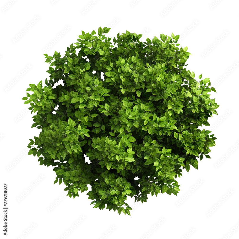 Obraz premium Bush with green leaves cut out