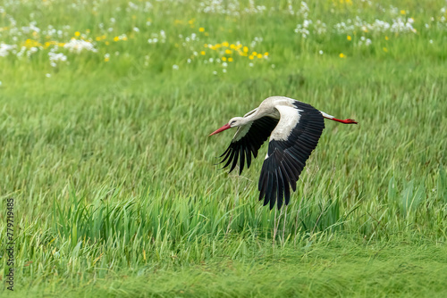Storks in spring