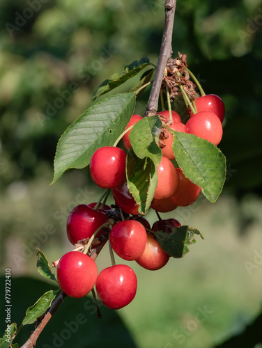 Clusters of red currants on the branches of a currant (Ribes rubrum) ready to be picked, they can be eaten raw, their bittersweet flavor makes them suitable for making jams, smoothies and ice creams