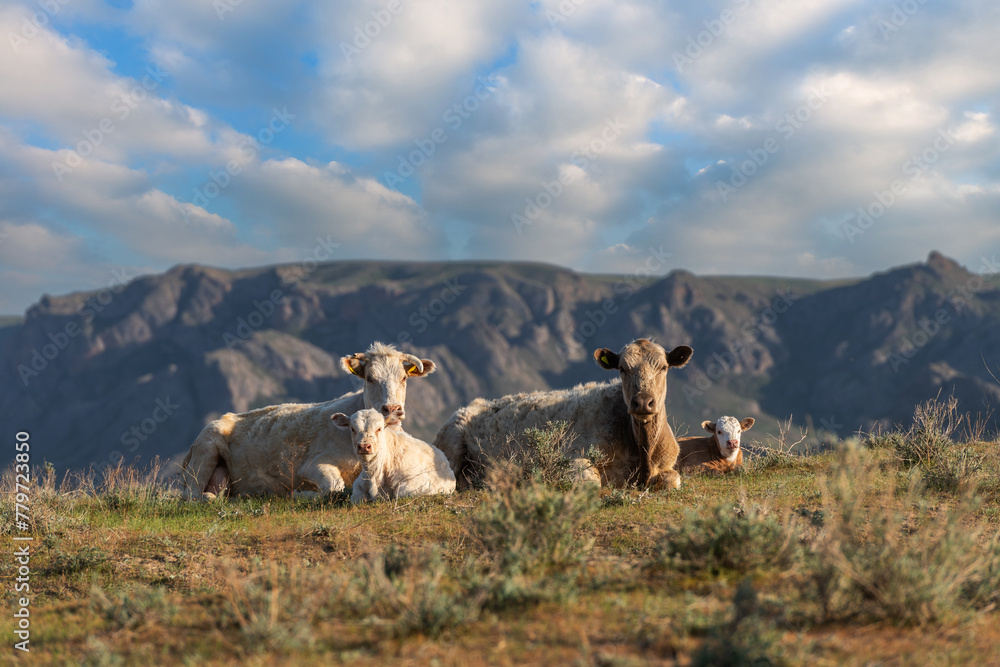 Two cows with calves resting in the steppe against the background of mountains