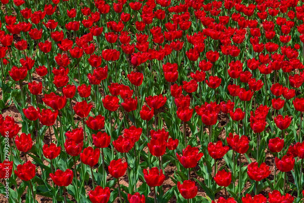 Many tulips in a flowerbed