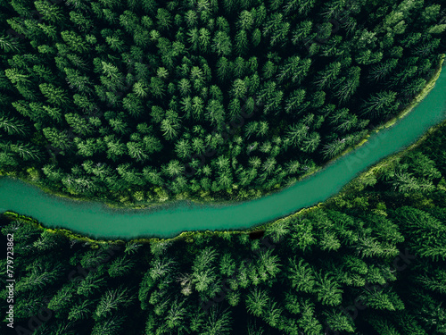 Aerial view of green forest trees and river flowing through the woods © nblxer