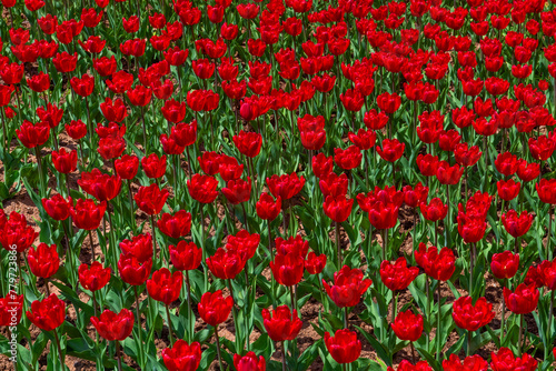 Many tulips in a flowerbed