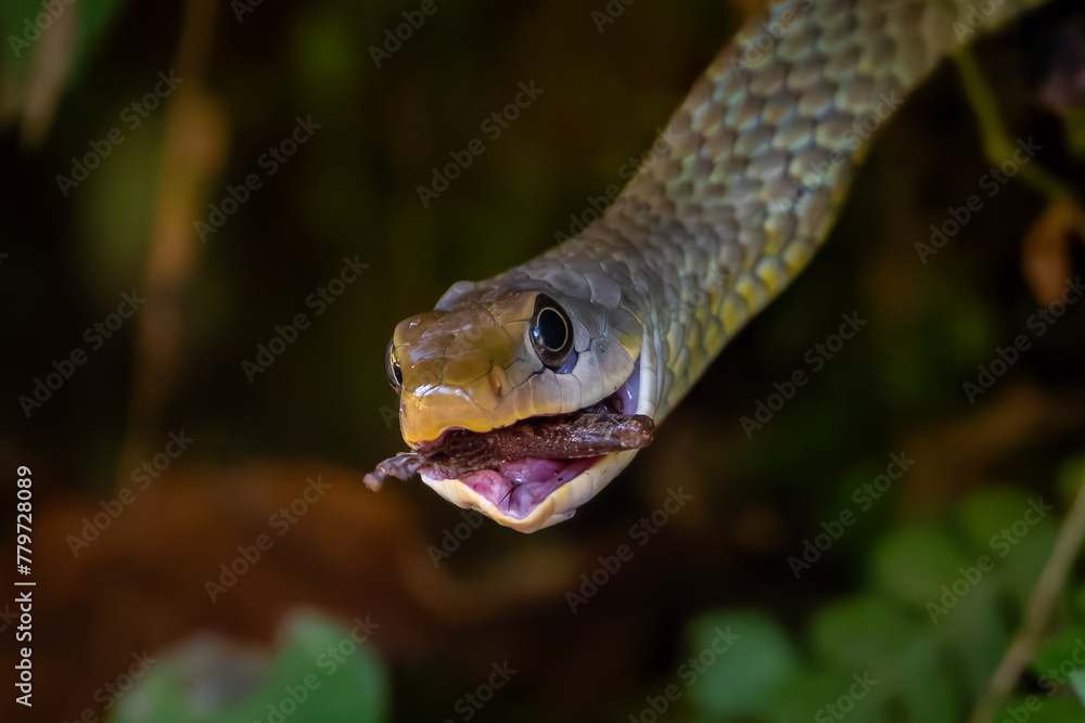 Chironius exoletus eating a frog Chironius exoletus eating a frog