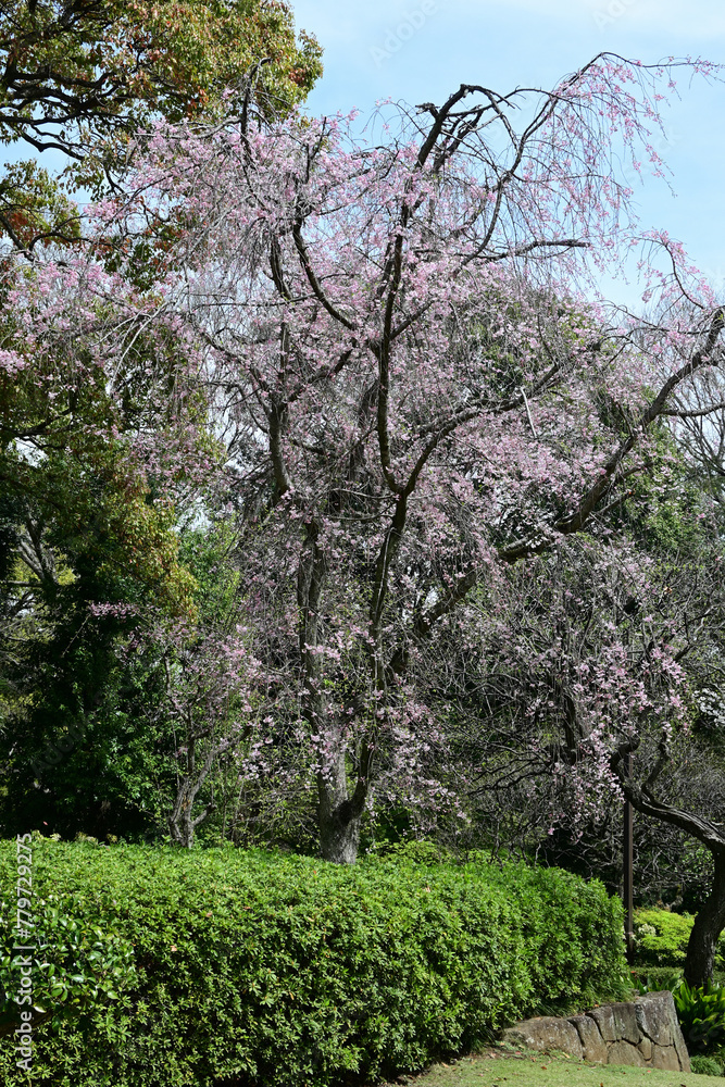 Fototapeta premium 戸定ヶ丘歴史公園（千葉県松戸市）、枝垂れ桜