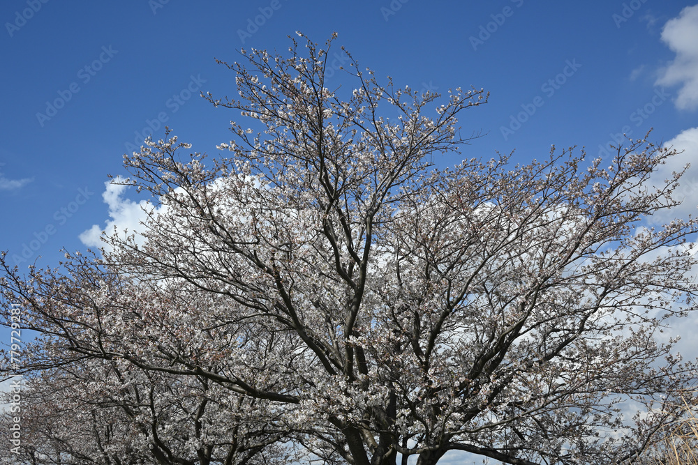 江戸川堤(千葉県松戸市)の桜、日本の音百選顕彰碑付近 江戸川堤(千葉県松戸市)の桜、日本の音百選顕彰碑付近