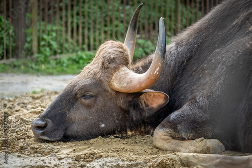 Paris, France - 04 06 2024: The menagerie, the zoo of the plant garden. View of a gaur resting the largest wild bovid. photo