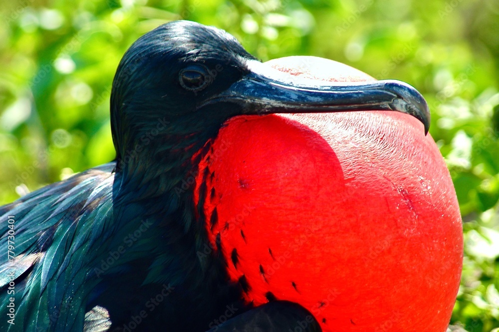 Naklejka premium Close-up shot of a male Magnificent Frigatebird (Fregata magnificens) with his bright red throat pouch inflated to attract a mate.