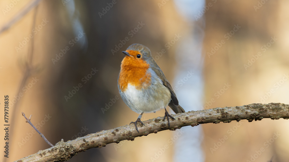 Obraz premium European Robin (Erithacus rubecula)