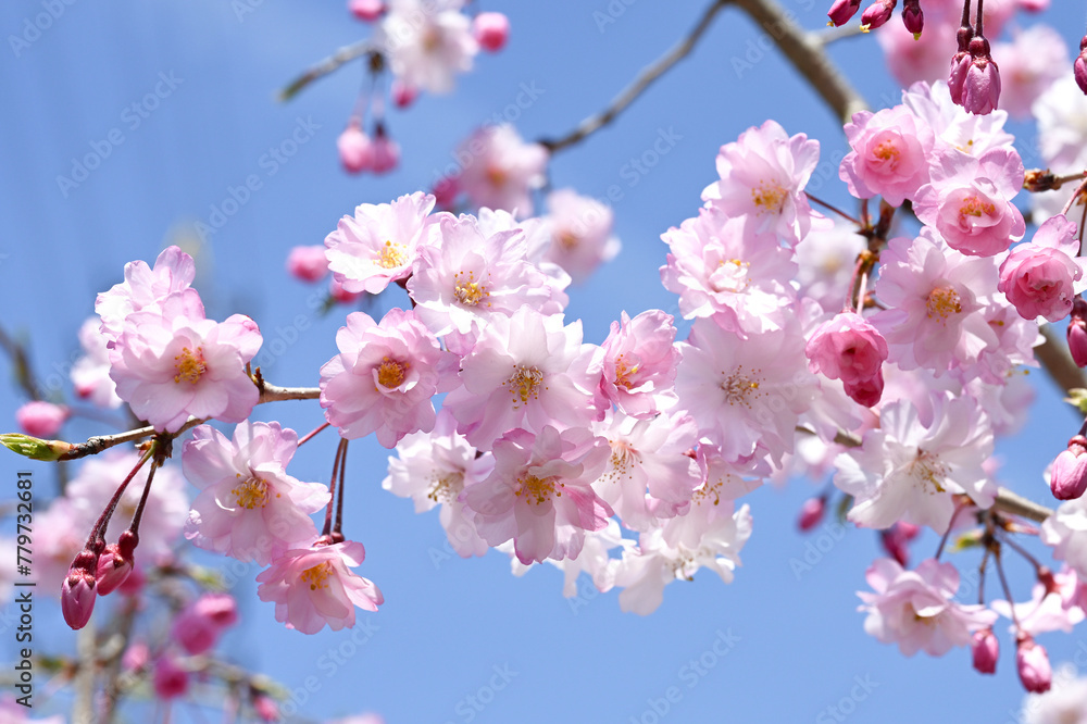 枝垂れ桜