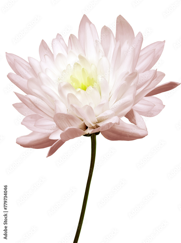 Pink   tulip flower  on  isolated background. Closeup. For design. Nature.