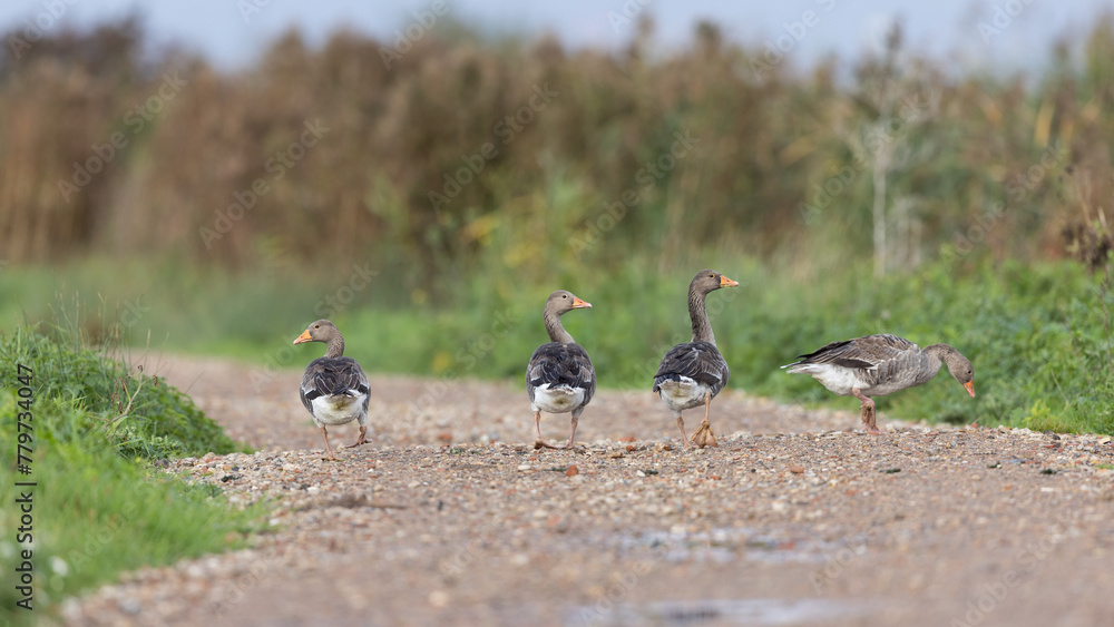 Family of Greylag Geese (Anser anser) Family of Greylag Geese (Anser anser)