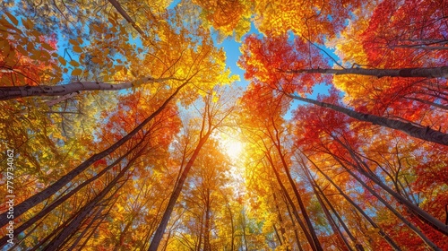 The canopy of the forest is a riot of color in the fall  with leaves of yellow  orange  and red.