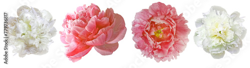 Set   pink peonies  flowers   on   isolated background with clipping path. Closeup.. . Transparent background.   Nature.