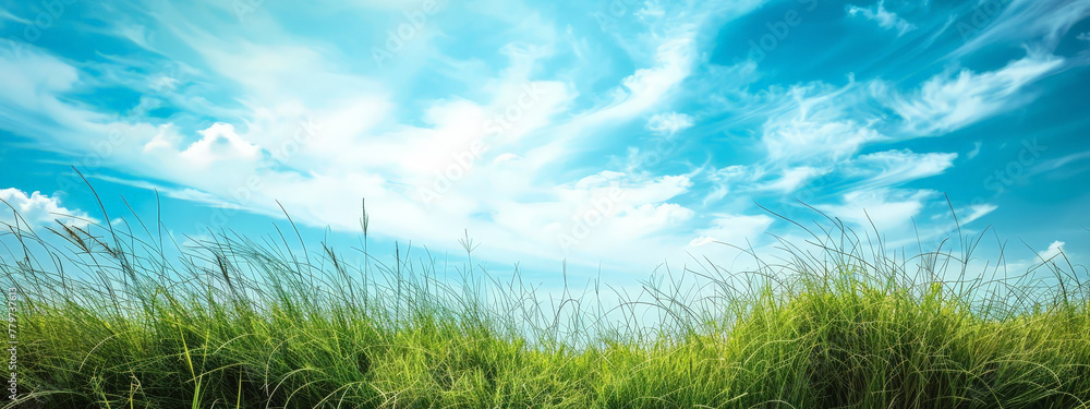 A field of grass with a clear blue sky above
