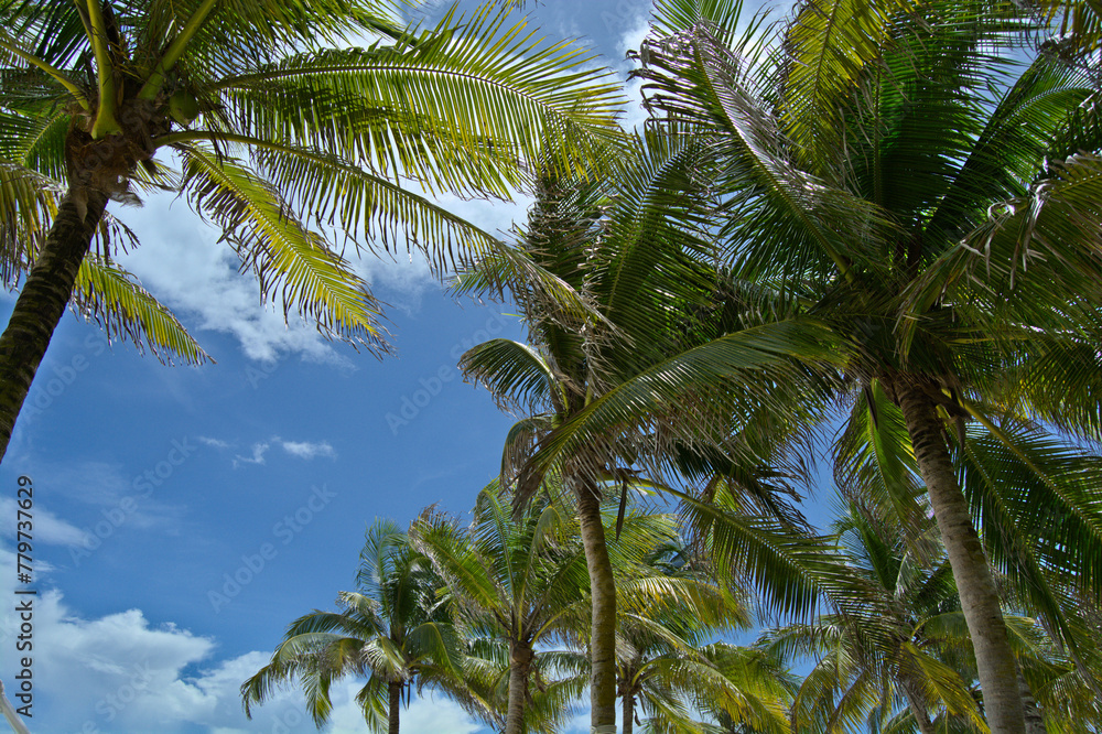 Palm trees against blue cloudy sky in Playa del Carmen, Mexico Palm trees against blue cloudy sky in Playa del Carmen, Mexico