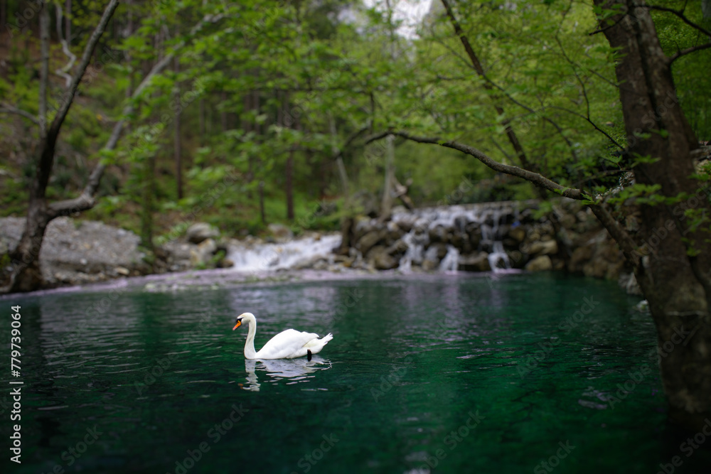 backwater on a mountain river with turquoise water, a small waterfall and a swimming swan, landscape backwater on a mountain river with turquoise water, a small waterfall and a swimming swan, landscape